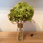 この木なんの木アナベルの木B