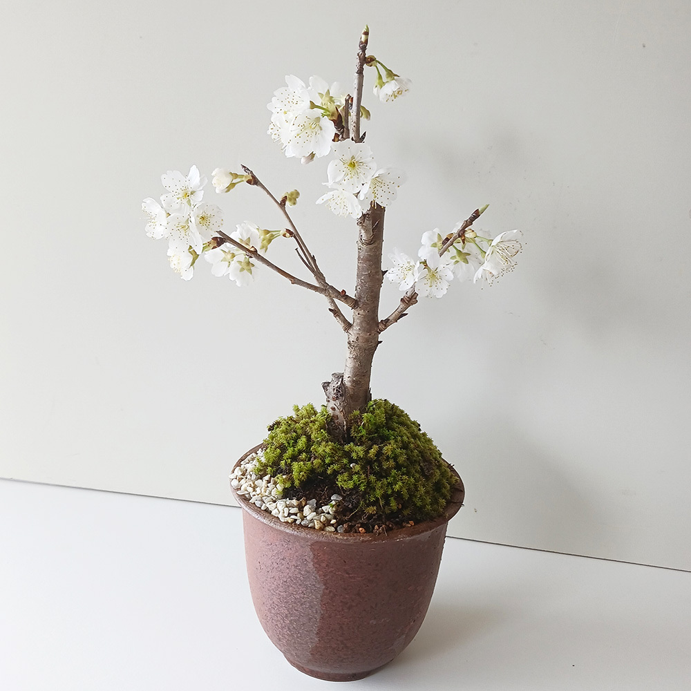 盆栽 サクランボ Cherry Bonsai #115 | Oh! BONSAI