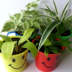 ＊4種類の観葉植物セット＊