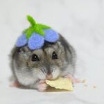 小動物お花のお帽子 ネモフィラ（受注制作）