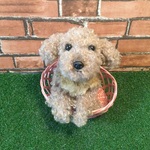 愛犬ちゃんオーダーメイド縫いぐるみ(18センチ)子犬