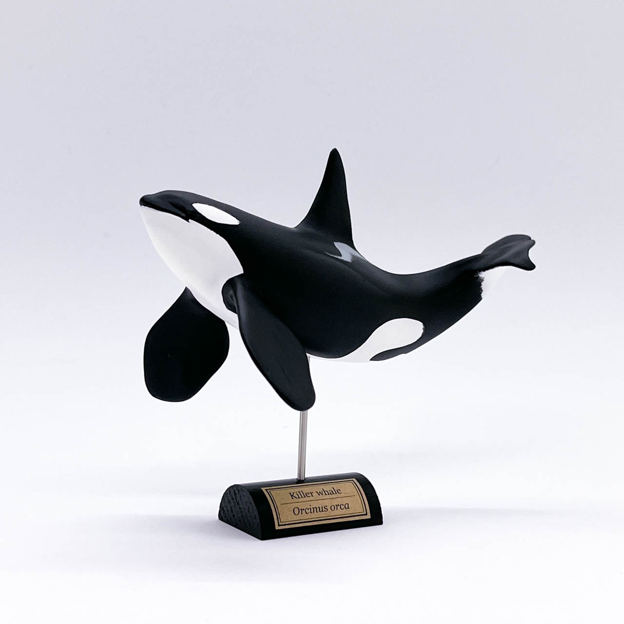 クジラ 歯 シャチ イルカ 骨 骨董品 ハンドメイド トローリング