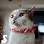 猫用ザビエル首輪《S》ポルカドット ピンク