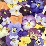 100冠で890円‼️macoronのお花畑で咲いてる可愛い春色ビオラ山盛り‼️