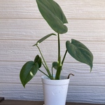 モンステラ　2株まとめてセット　開運☆観葉植物☆