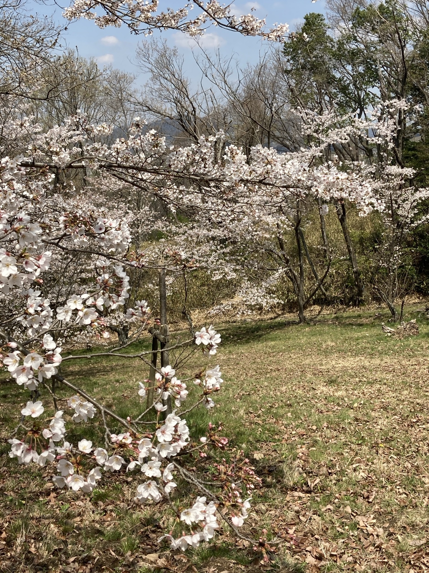 シーグラスアート「桜・お花見」 - AYAPANI-ART'S GALLERY | minne