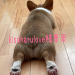 コギさんピンバッヂ kisaharulove様専用