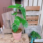 ラスト！現品SALE♡【ウンベラータ】可愛い小さめのハートリーフ♡人気観葉植物！レンガ色系ブリキ鉢♪素敵なナチュラルグリーン
