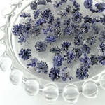  🌼《0329-⑥》値下げ＊かすみ草ドライフラワー2段染め DG＊AS