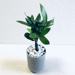 ハイドロカルチャー　ナギ　ナギの木　小石原焼　飛びかんな　陶器　観葉植物