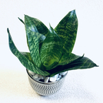 ハイドロカルチャー　サンスベリア　ゼラニカ　トリファッシアータ　小鹿田焼　飛びかんな　陶器　観葉植物