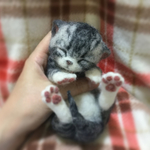 おねがいにゃんこNo.138