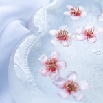 冬桜      桜  春 さくら  サクラ ピンク 薄ピンク プレゼント プチギフト 可愛い 個性的 透明感 透明 クリア 水 ギフト ラッピング 母の日 ナチュラル 誕生日 成人式