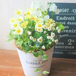 🌻マーガレットと花かんざし　おしゃれなお花の寄せ植え　贈り物にも