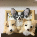 羊毛フェルト 額縁犬3匹オーダー