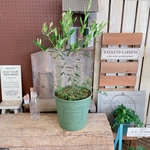 現品♡【オリーブの木】スペードワイヤープランツ寄せ植え♡すてきな緑系樹脂鉢♪オシャレガーデン！