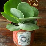 人気の多肉植物デザートローズ　アンティークピックと♪