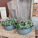 待望入荷♡毎年楽しめる小花【カーペットカスミソウ】たっぷり寄せ植え！グレー系ブリキ鉢！かすみ草！宿根草