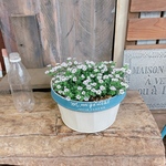 待望入荷♡毎年楽しめる小花【カーペットカスミソウ】たっぷり寄せ植え！ホワイトブルー系ブリキ鉢！かすみ草！宿根草