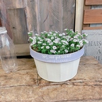 ラスト！待望入荷♡毎年楽しめる小花【カーペットカスミソウ】たっぷり寄せ植え！ホワイト薄紫系ブリキ鉢！かすみ草！宿根草