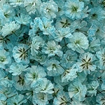 💙【6】＊Ice Blue＊かすみ草ドライフラワー