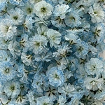 💙【7】＊Pale Blue ＊かすみ草ドライフラワー