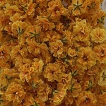 💙【22】＊Yamabuki Orange＊かすみ草ドライフラワー