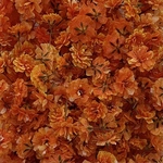 ＊Nable Orange＊かすみ草ドライフラワー
