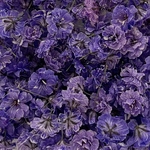 💙【26】＊Amethyst Sage ＊かすみ草ドライフラワー
