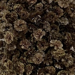 《🌷New🌷》【62】＊Ash Brown＊かすみ草ドライフラワー
