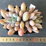 多肉植物　オプリンナ　no.2