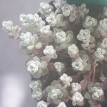 フォロワー様400名記念☆白雪ミセバヤ＊多肉植物