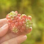フォロワー様400名記念☆萌豆　1ヶ＊カット苗・韓国苗・多肉植物