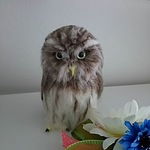 送料込みスズメフクロウ