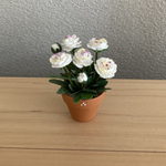 芍薬　花鉢　2