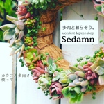 ふわふわ多肉植物リース