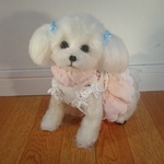 【pontatan1260専用】Marrys工房工房羊毛フェルト・真っ白よちよち歩き子犬のマルチーズちゃん