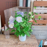 現品SALE！ラスト！八重咲きクレマチス♡【毎年楽しめる素敵なお花】大きめの淡い薄紫お花！ベルオブウォーキング