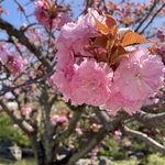桜　sawayakasuzu 様専用
