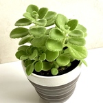 【再販】多肉植物🪴アロマティカス・抜き苗