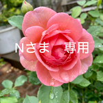 Nさま専用  アレキサンドライト ワイヤーラップ チェーンピアス