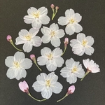 桜の押し花
