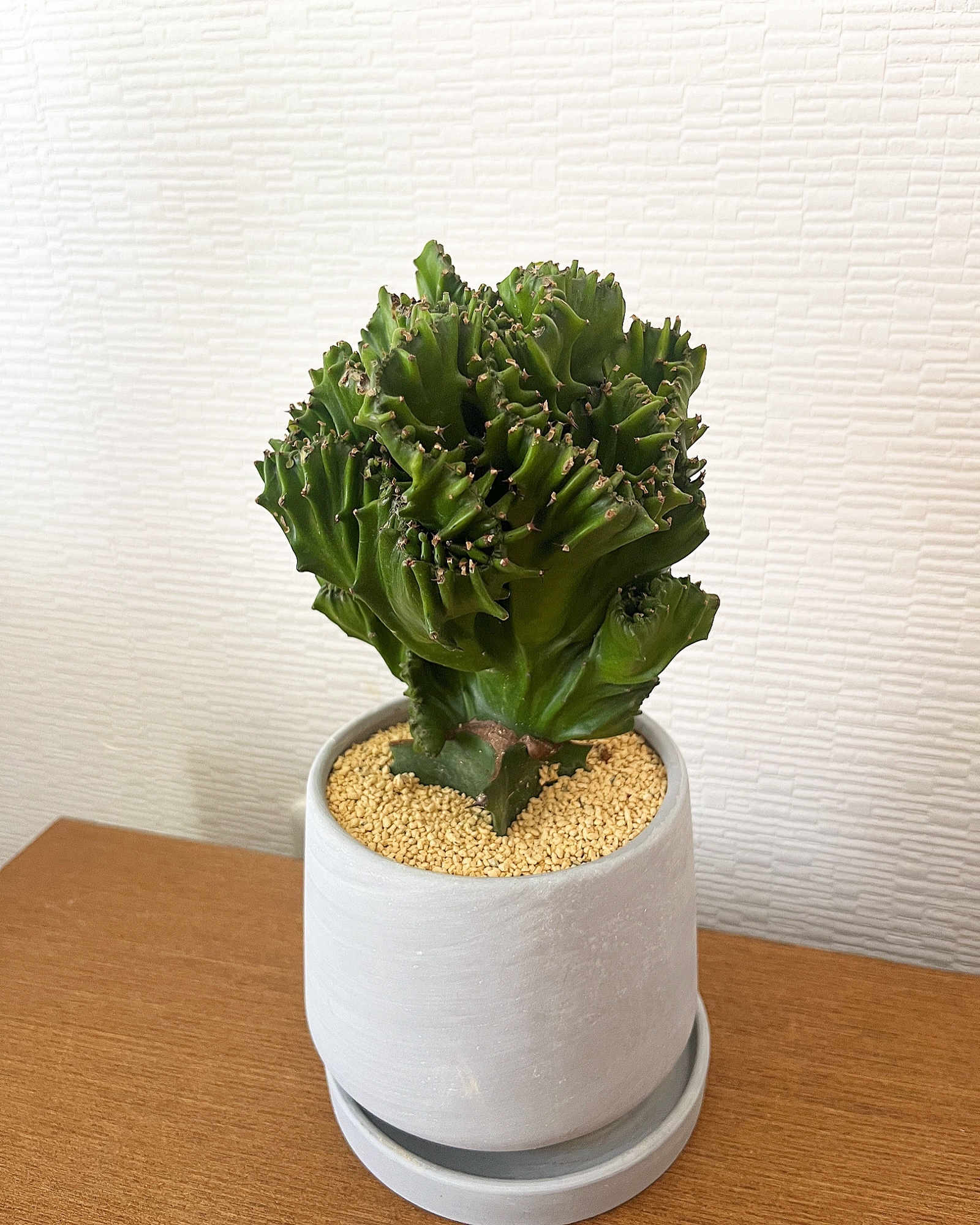 1点限定販売☆多肉植物 ユーフォルビア フランキアナ 遊仙窟 ホワイト