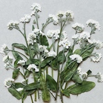 押し花素材🍀茎付き白のワスレナグサ