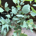 オービフォリア♡ハート型♡ユーカリ♡観葉植物♡ガーデニング