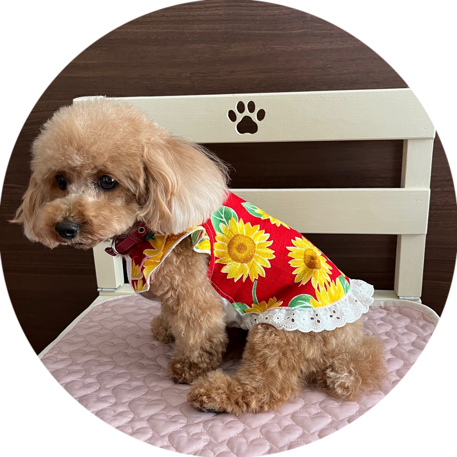犬服 ❁ひまわり柄🌻ワンピース❁ - 犬服♡CHERIE-ANGE3'S GALLERY