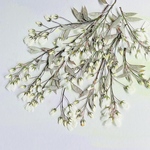 押し花素材(ジュンベリーの花)