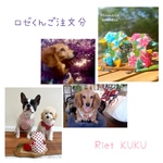 ハーネス リードセット ☆ ロゼくん ご注文分 ハーネス 7Kg〜　