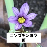 【専用】ニワゼキショウ ポット苗 庭石菖 山野草 多年草