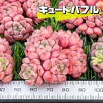 新入荷 大人気 多肉植物 エケベリア キュートバブル群生 超美苗 レア種